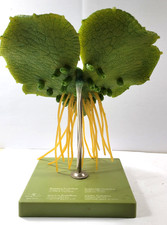 Somso Wurmfarn Prothallium Dryopteris felix-mas nach Prof. Dr. Weber