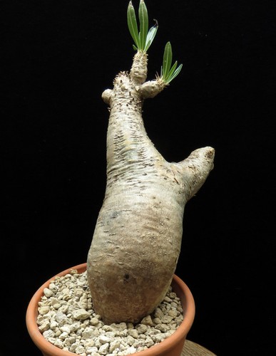 Pachypodium inopinatum caudex - pachypodium,