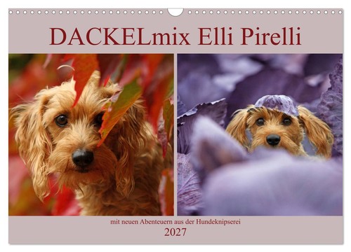 Dackelmix elli pirelli - elli,