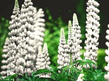 Samen weiß Lupine Süßlupine