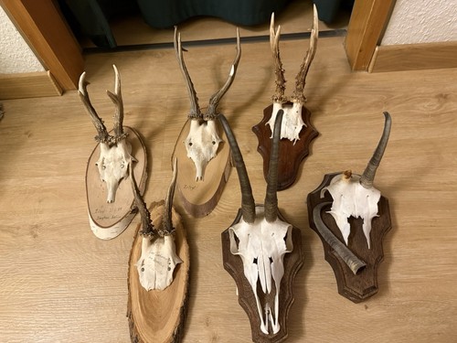 Set jagdtrophäen - 5x,