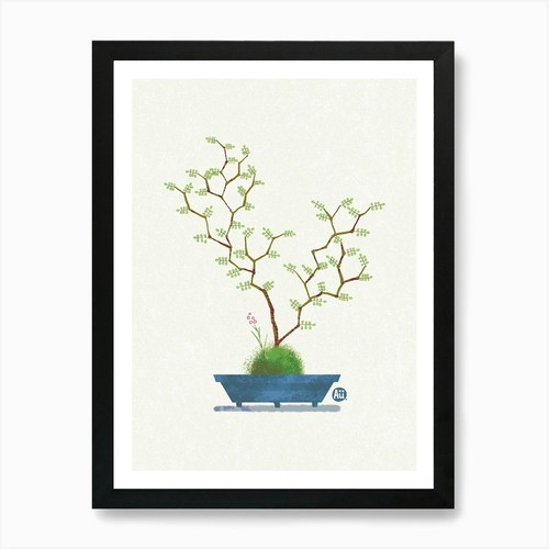Bonsai baum sophora - bonsai,