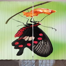 Schwalbenschwanz Schmetterling