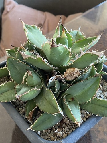 Agave titanota - agave,