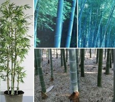 Blauer bambus baum pflanzen - blauer,