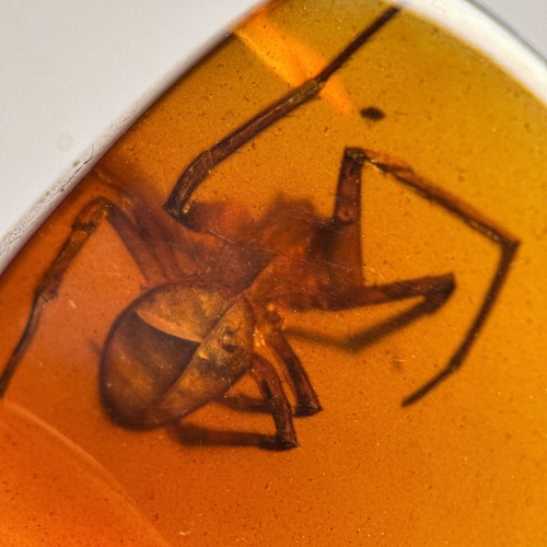 Grosse spinne burmesisch - spinne,