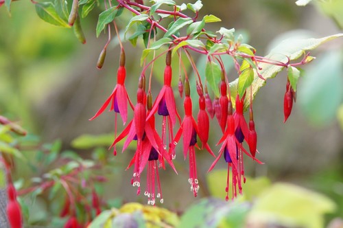 Samen zweifarbige fuchsie - zweifarbige,