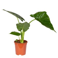 Alocasia 'Macrorrhiza', Topf-Ø 17 cm, Höhe ca. 50 cm