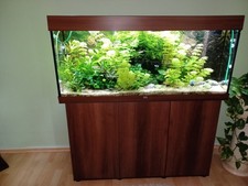 Juwel Rio 240 Aquarium