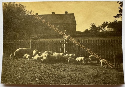 Orig foto rewahl pommern - foto,