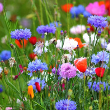 20-2000 m² MOHNWIESE SAMEN | KLATSCHMOHN KORNBLUME Bienenweide POPPY CORNFLOWER