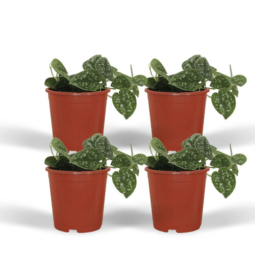 Scindapsus pictus efeutute - scindapsus,