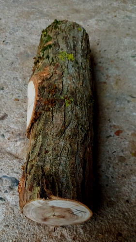 Eibenholz rundholz 8 - rundholz,, ca