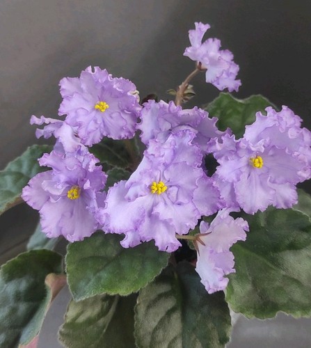 African violet saintpaulia - african,