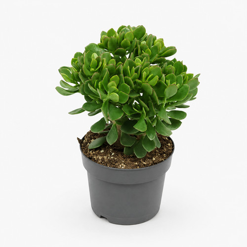 Crassula minova geldbaum - crassula,