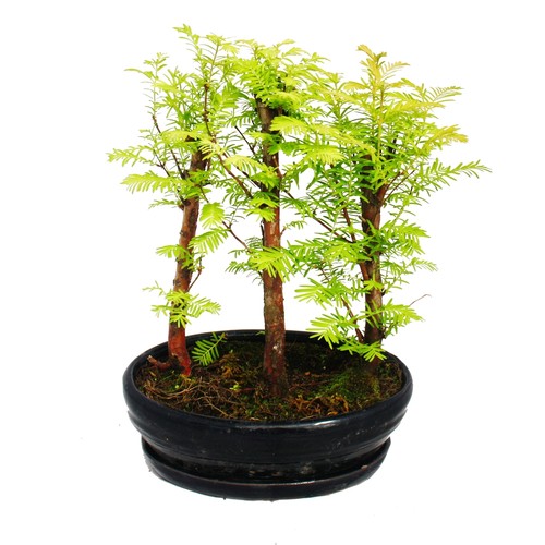Outdoor bonsai metasequoia - -,