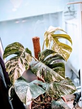 Monstera Deliciosa Albo