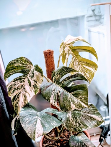 Monstera deliciosa albo - monstera,