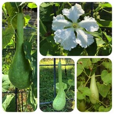 Flaschen-Kürbis Lagenaria siceraria Calabash essbarer Zierkürbis Heilpflanze