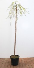 Betula pendula 'Youngii', Hängebirke, 180 cm Stammhöhe