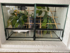 Aufzuchtterrarien inkl. Heizmatte