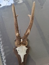 1 Stück Rehgeweihe Bock