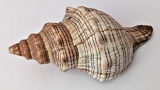 Trapez Schnecke
