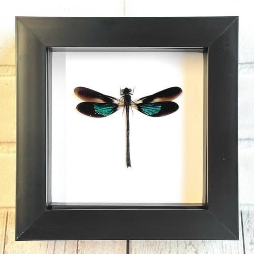 Metallic gossamer wing - gossamer,