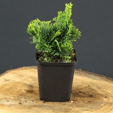 Chamaecyparis obtusa Nana