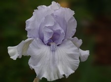 Schwertlilie / Iris " After