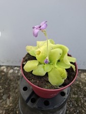 Pinguicula, Fettkraut, fleischfressende Pflanze 