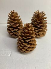 3 Pinienzapfen 13 cm "Tannenzapfen" Zapfen Advent Weihnachten * Natur * Sehr gut