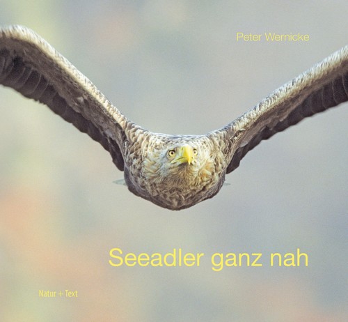 Seeadler ganz nah peter - seeadler,