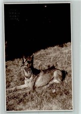 39152166 - Maulkorb AK