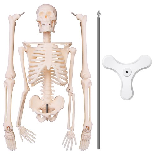 Menschliche anatomie - 45,