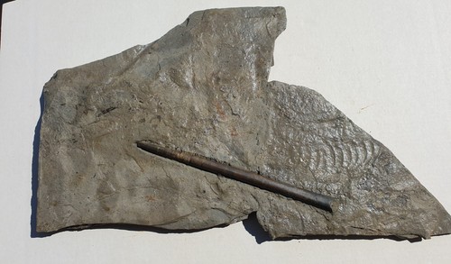 Youngibelus tubularis lias - tubularis,