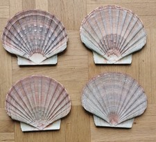 Jakobsmuscheln Flach Schale