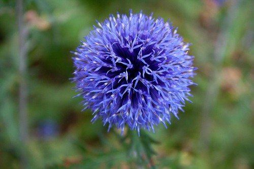 Zwiebeln riesen allium blau - zwiebeln,