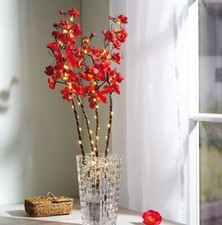 Lichter- Blütenzweig