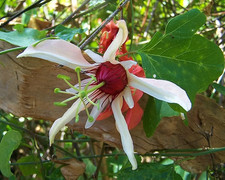 Sale3027 Passiflora Aurantia
