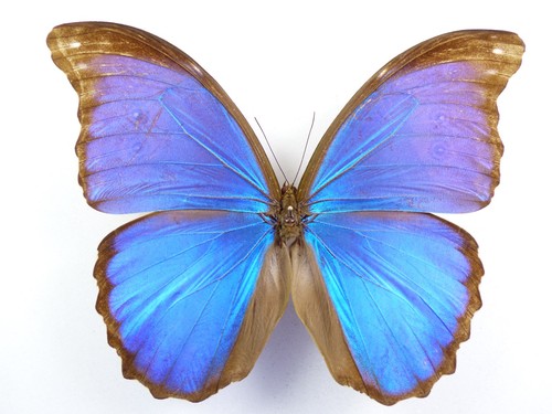Morpho menelaus ssp zischkai - menelaus, ssp.