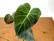 Philodendron Verrucosum 'Green