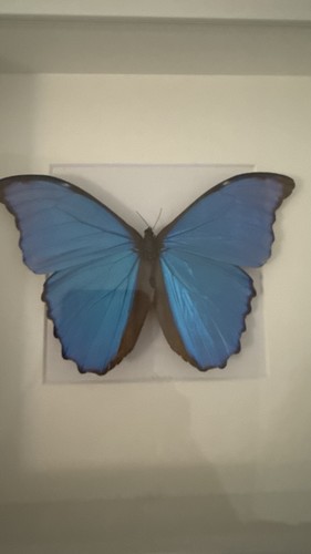 Großer echter schmetterling - großer,