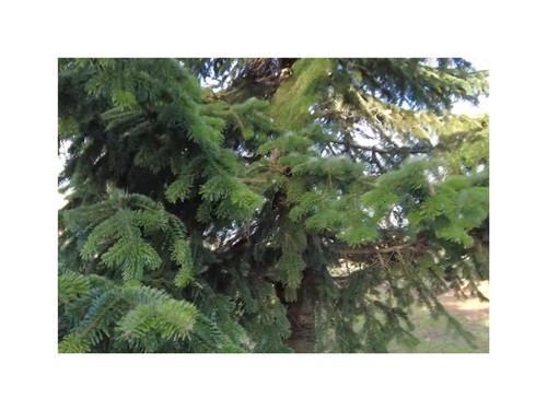 10x abies nordmanniana - abies,