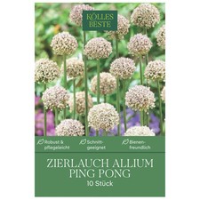 Zierlauch Allium Ping Pong, 10 Zwiebeln