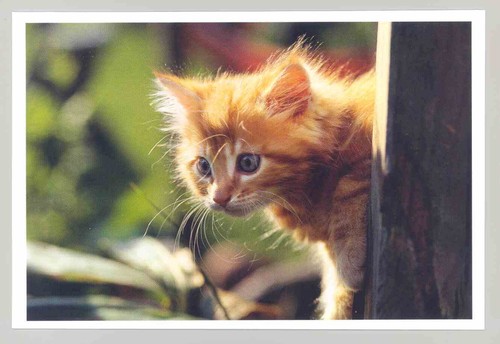Postkarte katze neu - ak, 14: