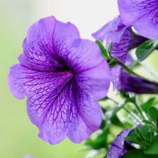 50 Samen gestreifte Prunkwinde