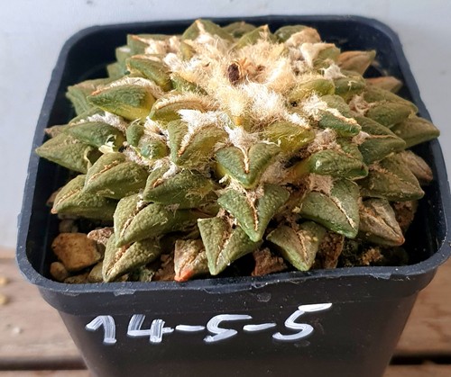 Ariocarpus kotschoubeyanus