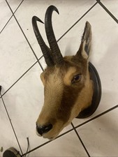 Gams Bock Geweih Gamskrucken