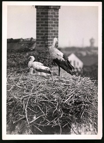 Fotografie storchenhorst - storchenhorst, /